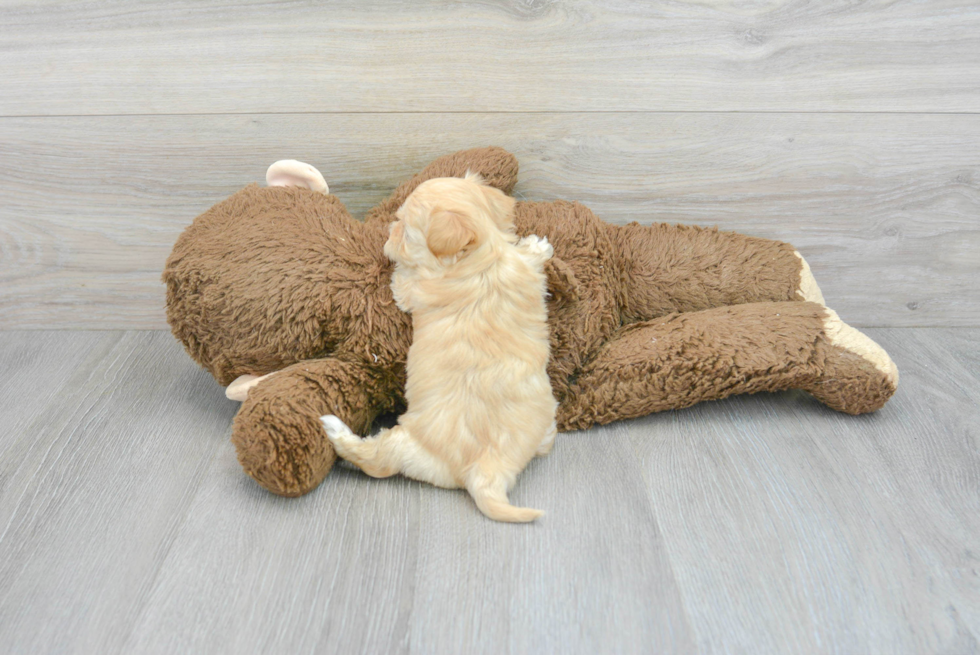 Maltipoo Pup Being Cute