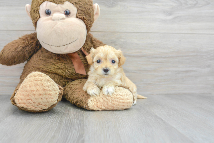 Smart Maltipoo Poodle Mix Pup