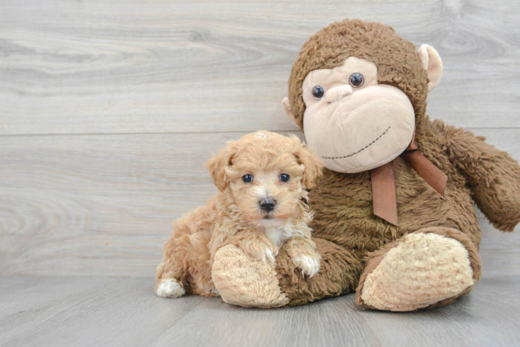 Best Maltipoo Baby