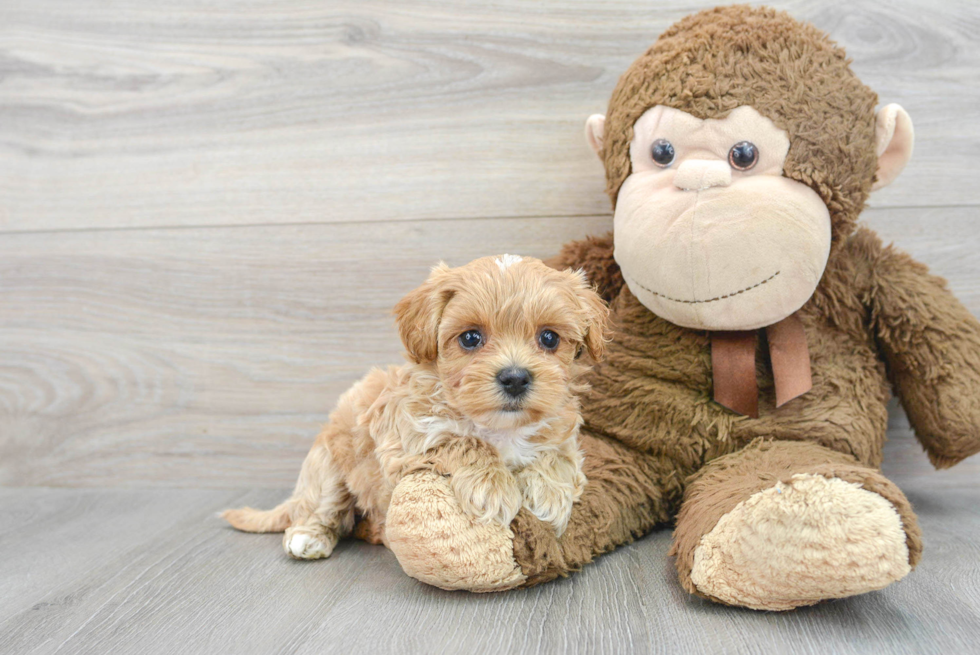 Funny Maltipoo Poodle Mix Pup