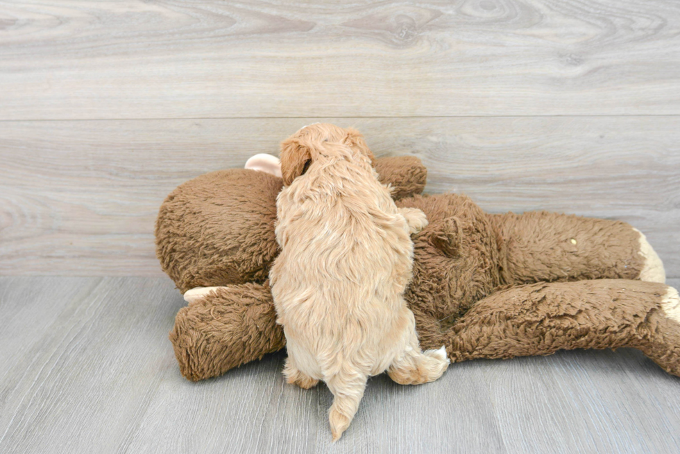 Maltipoo Pup Being Cute