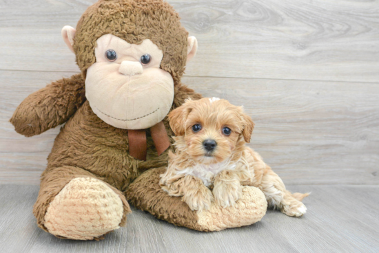 Playful Maltese Poodle Poodle Mix Puppy