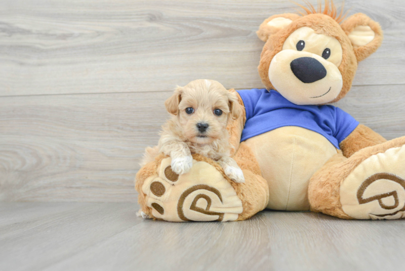 Meet Mango - our Maltipoo Puppy Photo 1/3 - Premier Pups