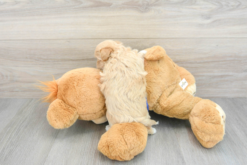 Meet Mango - our Maltipoo Puppy Photo 2/3 - Premier Pups