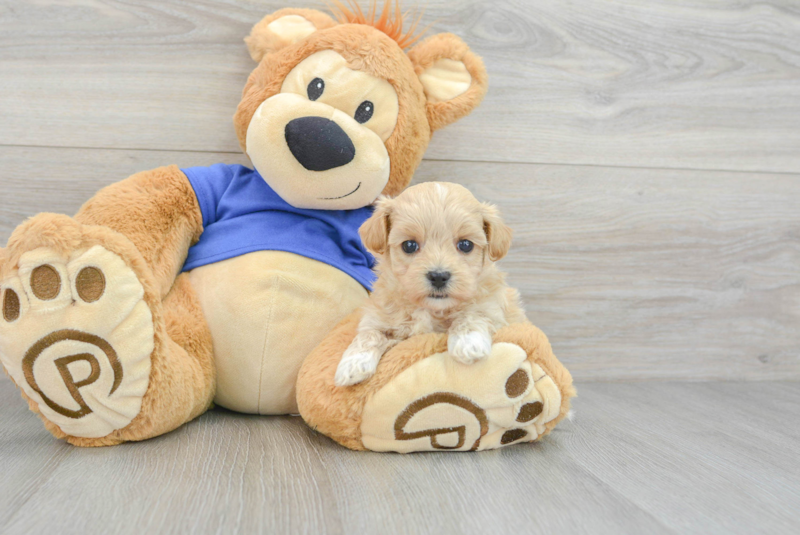 Meet Mango - our Maltipoo Puppy Photo 3/3 - Premier Pups