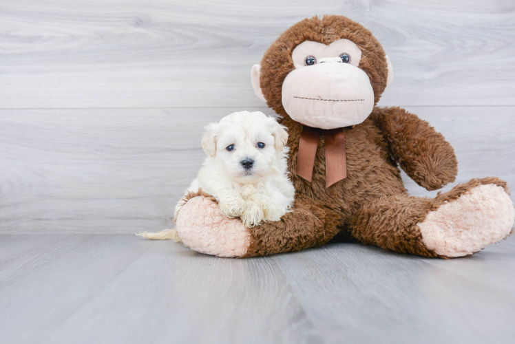 Little Maltepoo Poodle Mix Puppy