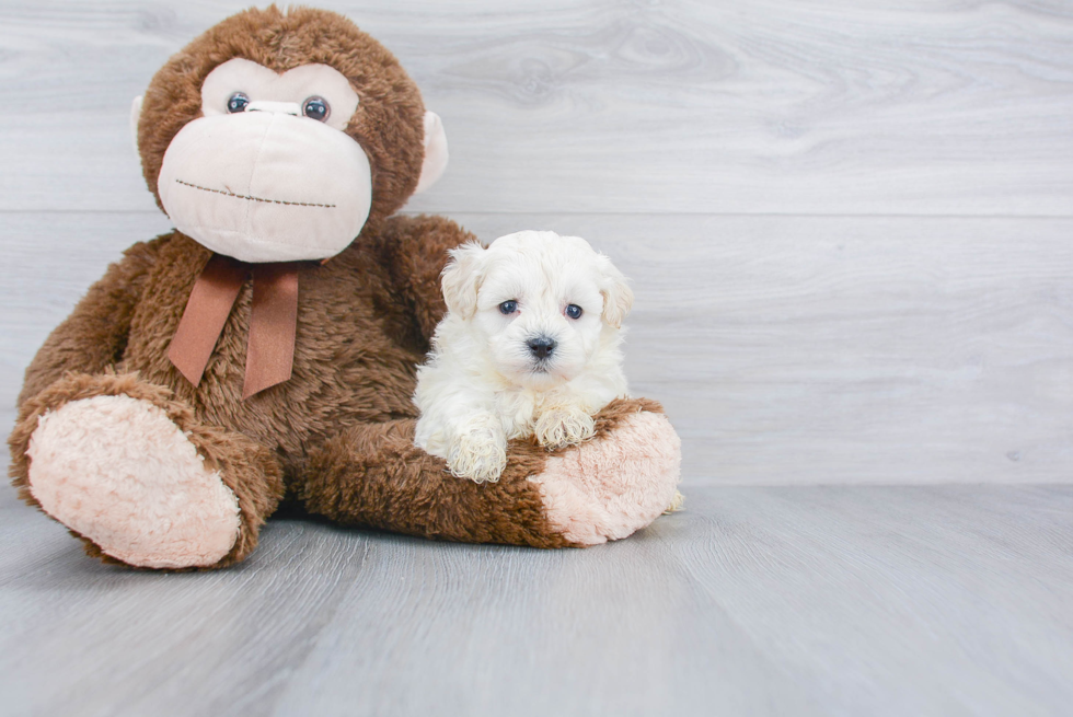 Maltipoo Puppy for Adoption