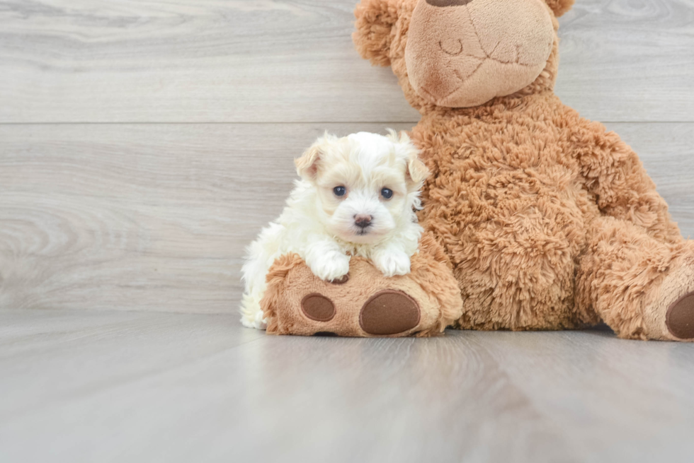 Maltipoo Pup Being Cute