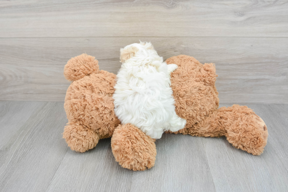 Maltipoo Pup Being Cute