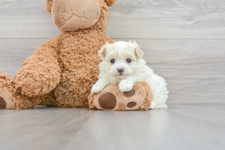 Hypoallergenic Maltepoo Poodle Mix Puppy