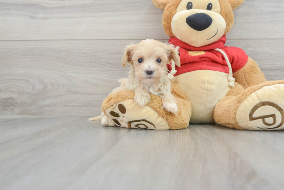 Best Maltipoo Baby