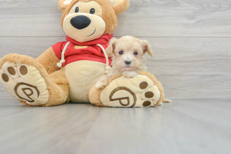 Friendly Maltipoo Baby