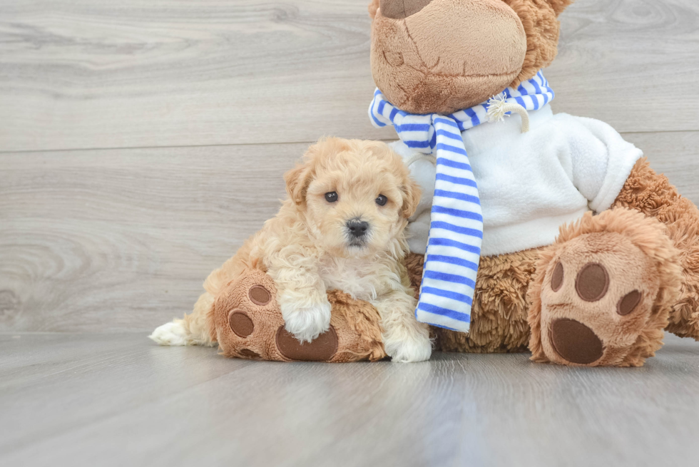 Petite Maltipoo Mango: 2lb 15oz Doodle Puppy