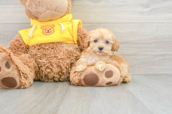 Funny Maltipoo Poodle Mix Pup