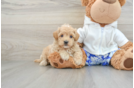 Maltipoo Puppy for Adoption