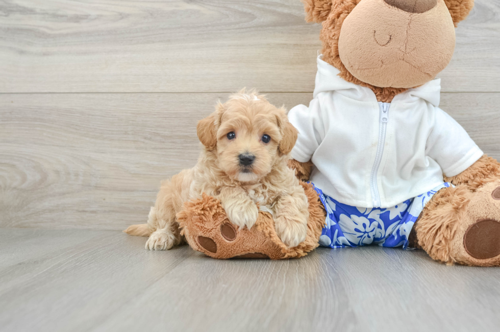 5 week old Maltipoo Puppy For Sale - Premier Pups