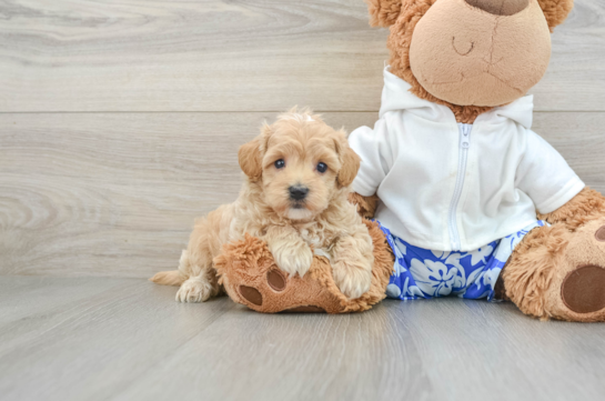 Maltipoo Puppy for Adoption