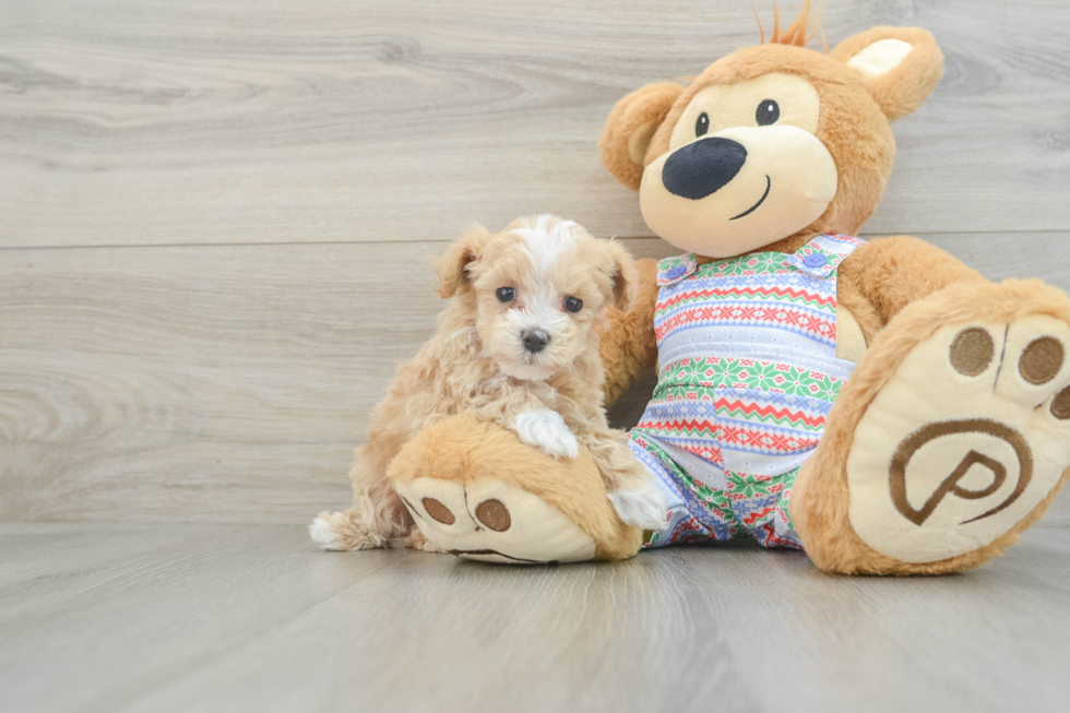 Friendly Maltipoo Baby