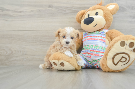 Friendly Maltipoo Baby