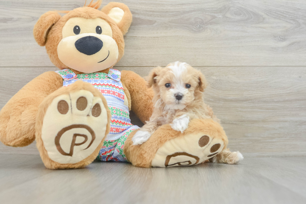 Maltipoo Pup Being Cute