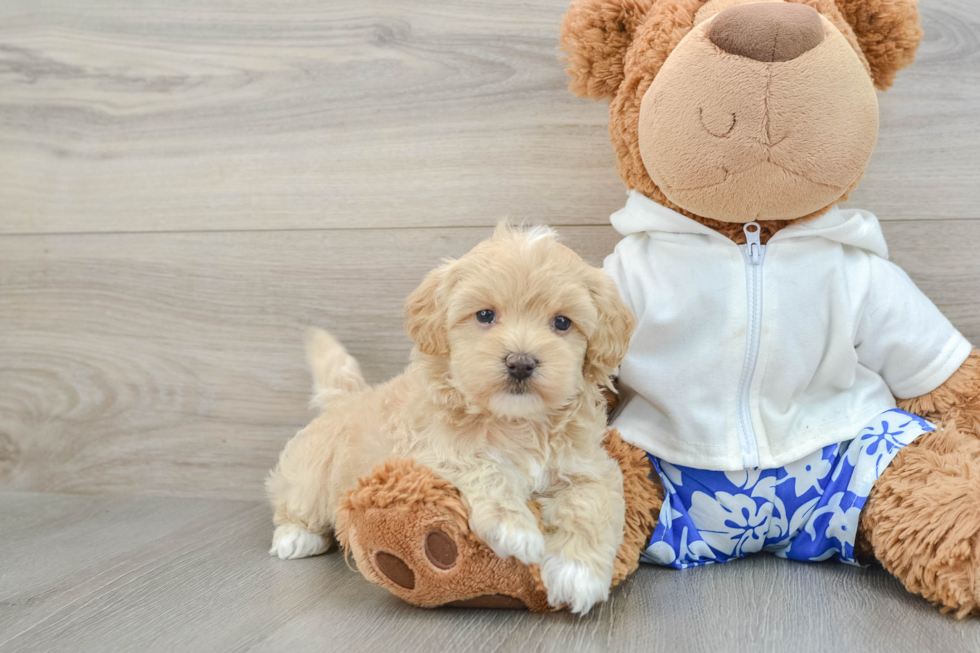 Playful Malt Oodle Poodle Mix Puppy