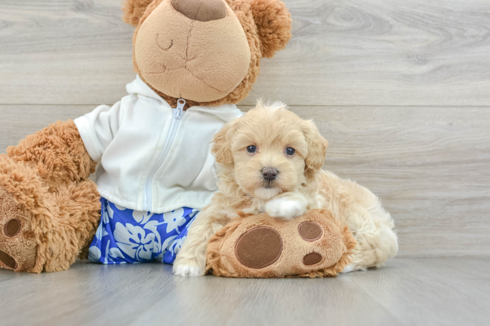 Happy Maltipoo Baby