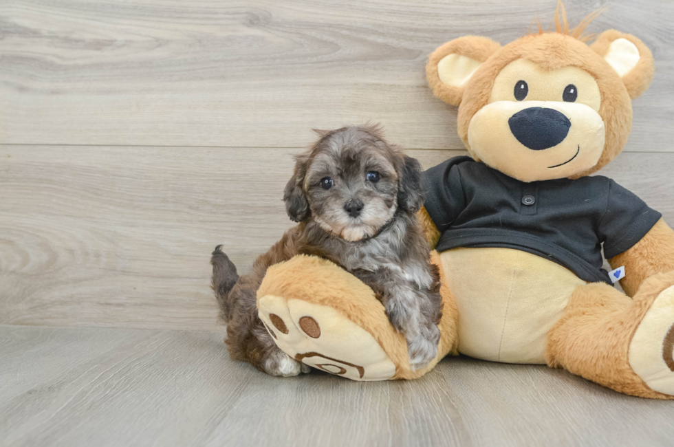 5 week old Maltipoo Puppy For Sale - Premier Pups