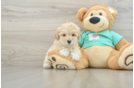 Fluffy Maltipoo Poodle Mix Pup