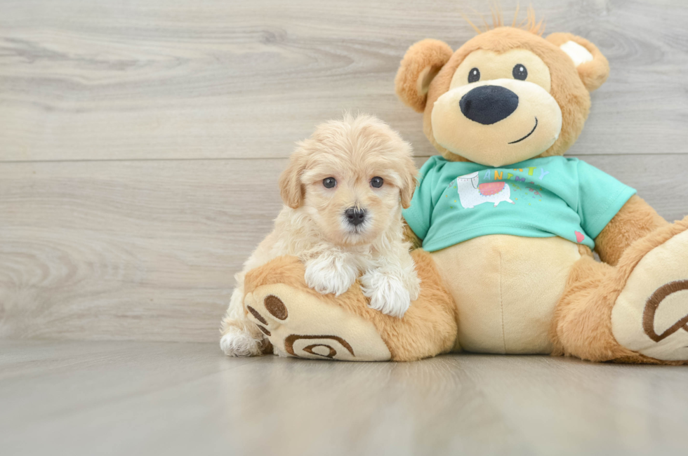 6 week old Maltipoo Puppy For Sale - Premier Pups