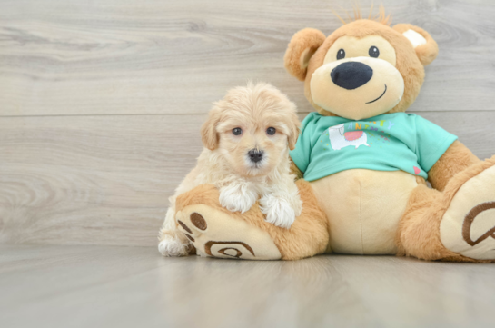 Fluffy Maltipoo Poodle Mix Pup