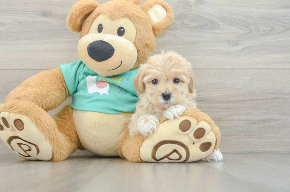 9 week old Maltipoo Puppy For Sale - Premier Pups