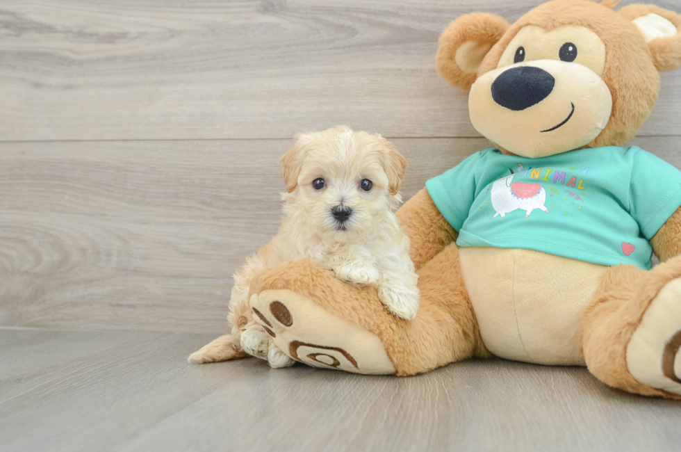 5 week old Maltipoo Puppy For Sale - Premier Pups