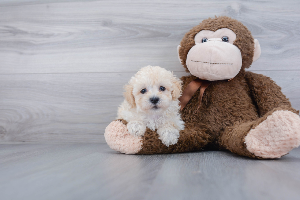 Best Maltipoo Baby