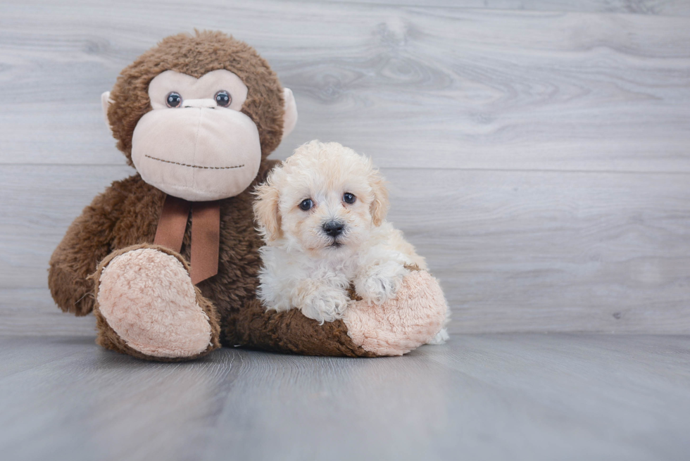 Petite Maltipoo Poodle Mix Pup