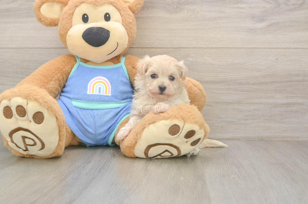 5 week old Maltipoo Puppy For Sale - Premier Pups