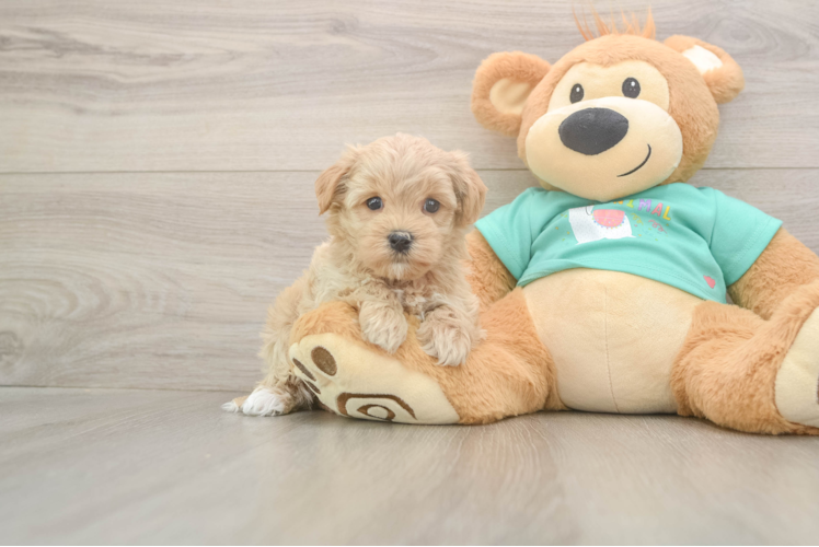Maltipoo Pup Being Cute