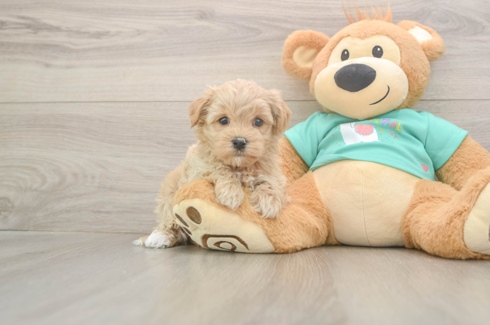 5 week old Maltipoo Puppy For Sale - Premier Pups