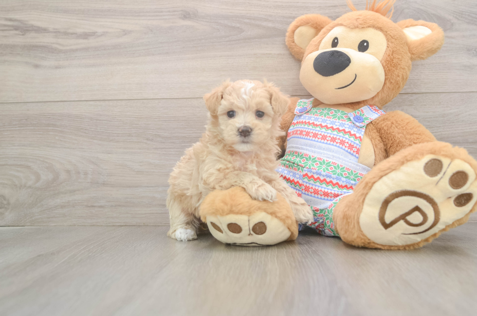 5 week old Maltipoo Puppy For Sale - Premier Pups