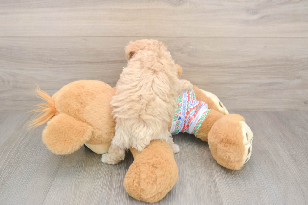 Maltipoo Pup Being Cute