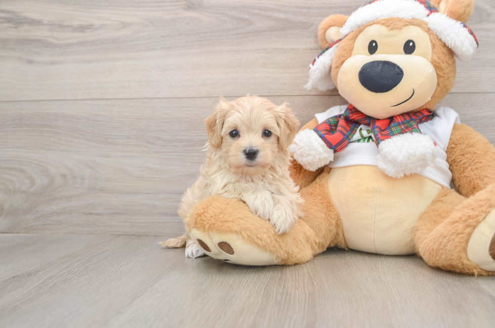 5 week old Maltipoo Puppy For Sale - Premier Pups