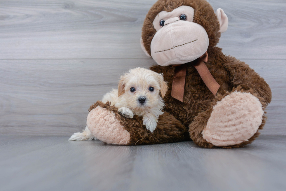 Petite Maltipoo Poodle Mix Pup