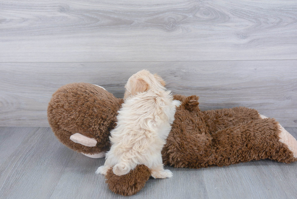 Maltipoo Pup Being Cute