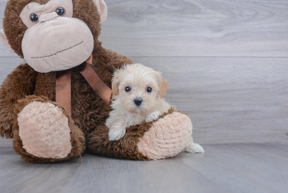 Petite Maltipoo Poodle Mix Pup