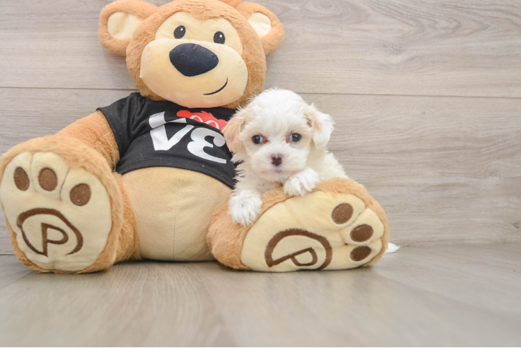 Petite Maltipoo Poodle Mix Pup