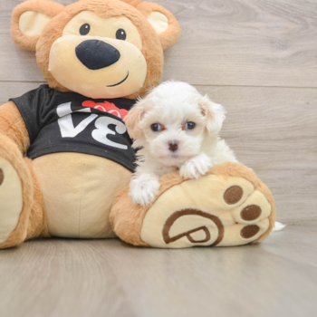 Petite Maltipoo Poodle Mix Pup