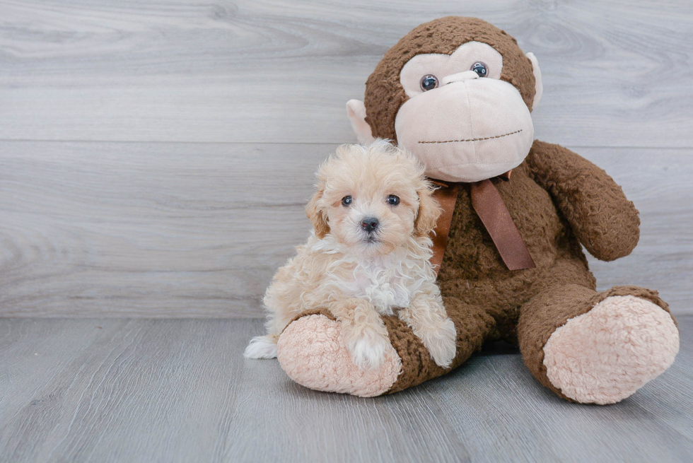 Maltipoo Puppy for Adoption