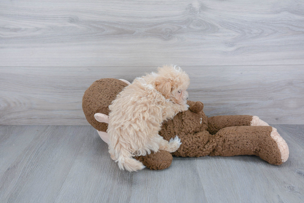 Fluffy Maltipoo Poodle Mix Pup