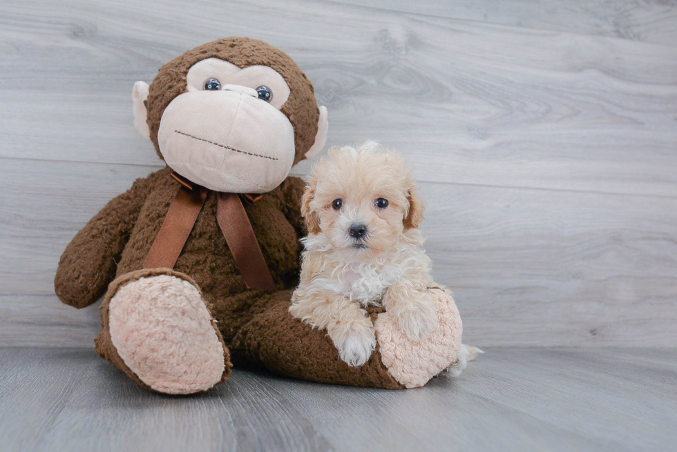 Cute Maltipoo Baby