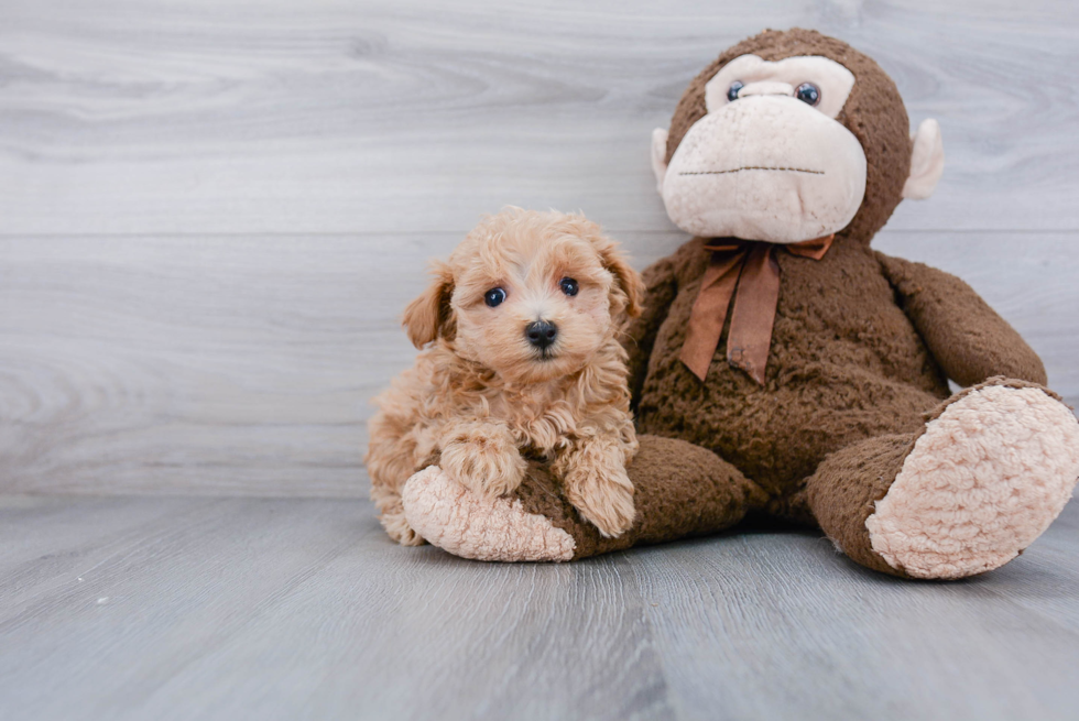 Cute Maltipoo Baby