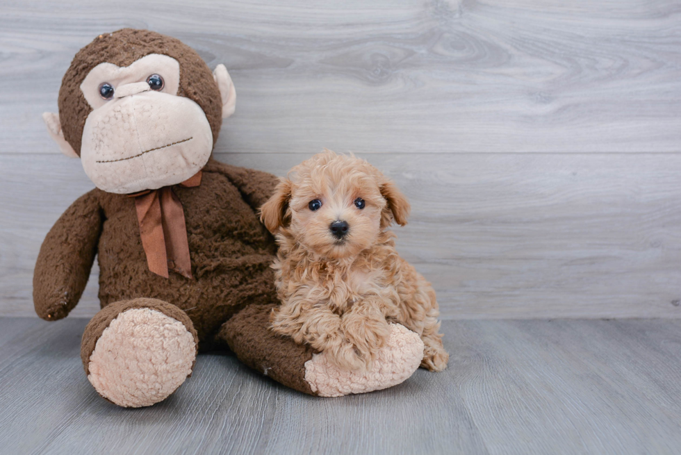 Best Maltipoo Baby